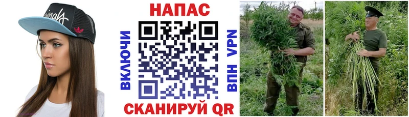 Каннабис гибрид Заволжье